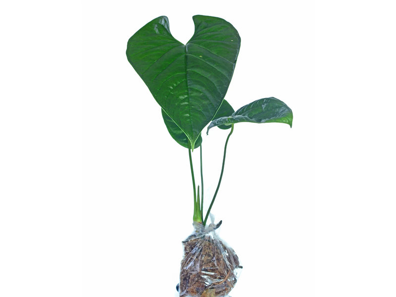 long necked anthurium Anthurium longistrorsum