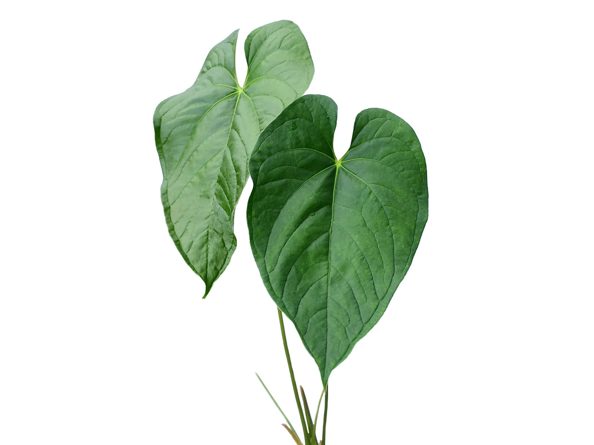 anthurium longissimum Anthurium longistrorsum