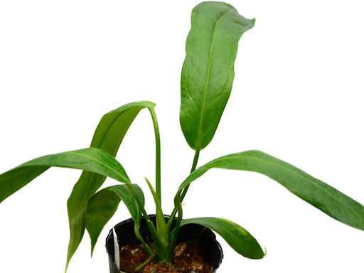anthurium lutheri Anthurium lutheri cf