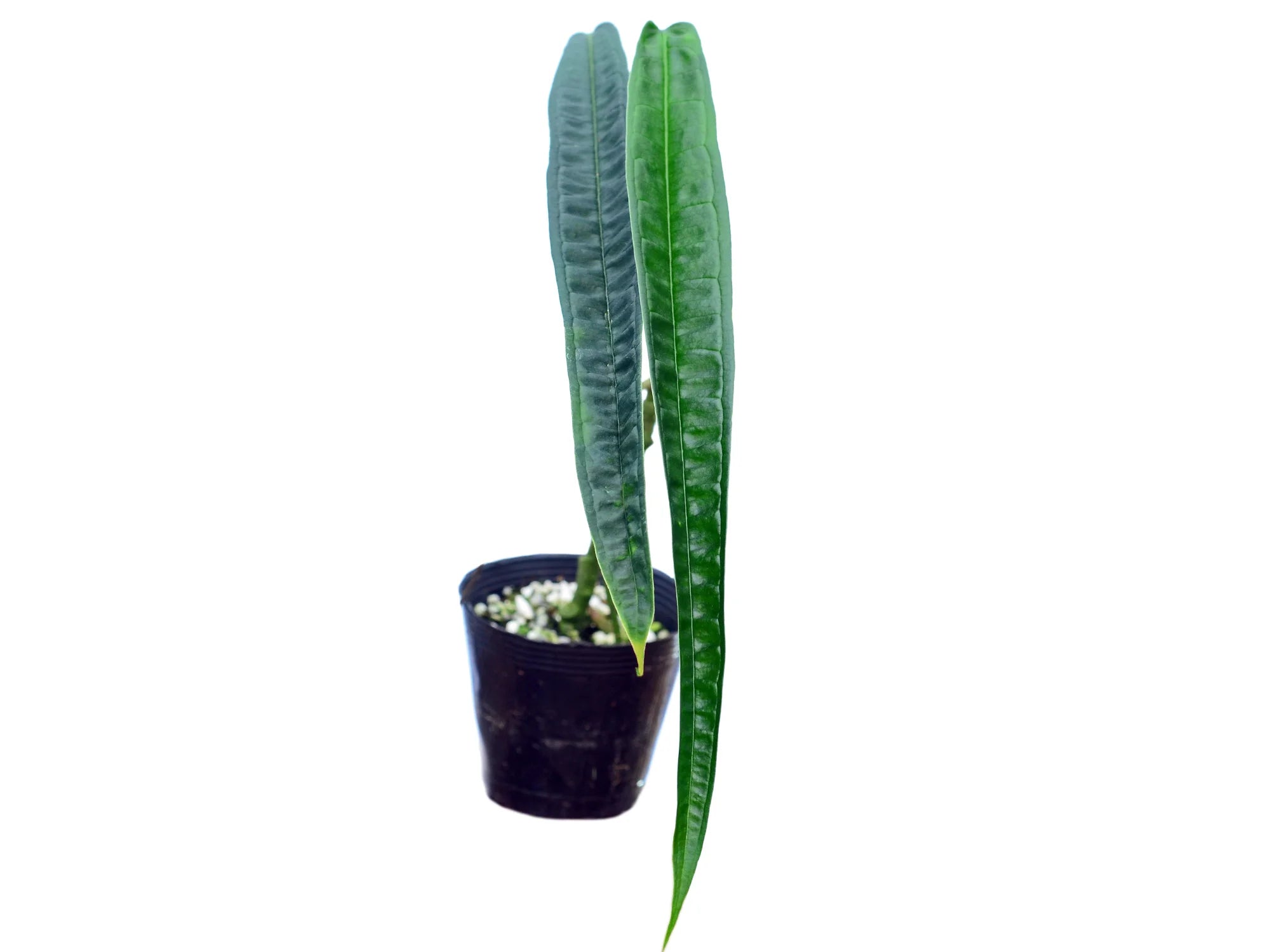 Anthurium lutheri　アンスリウム　ルテリー Anthurium lutheri — Ecuagenera Orquídeas del Ecuador