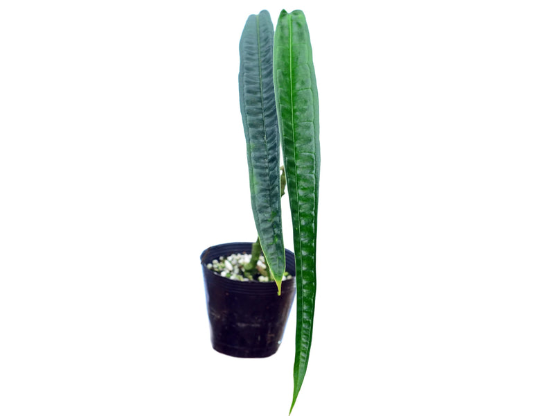 anthurium lutheri Anthurium lutheri