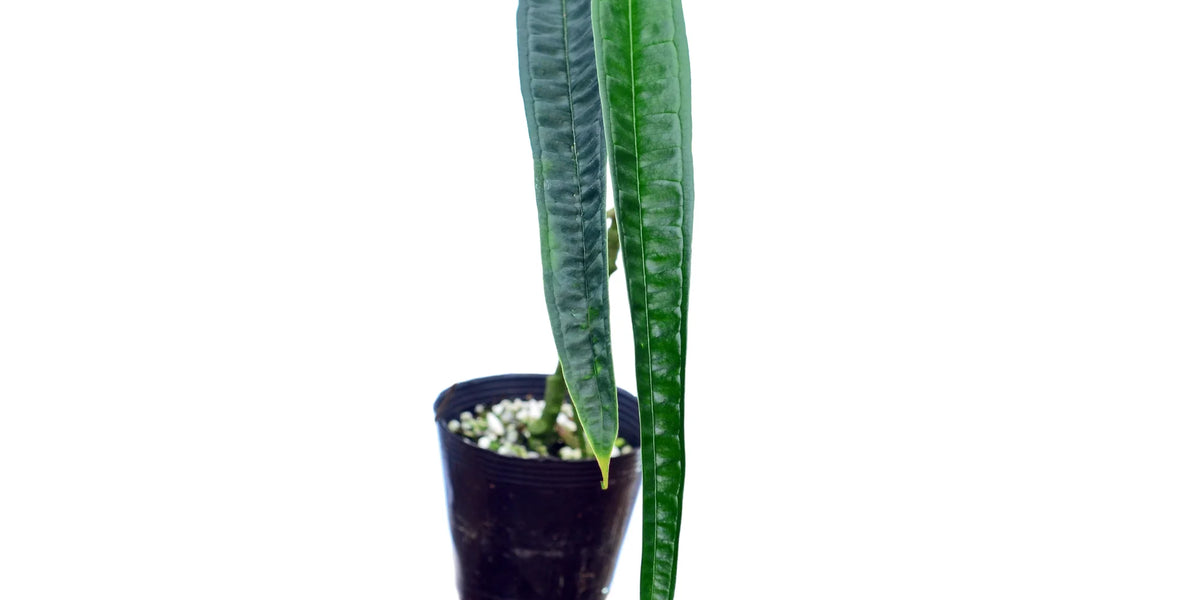 Anthurium lutheri — Ecuagenera Orquídeas del Ecuador