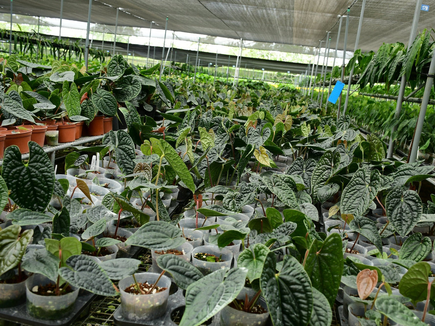 anthurium plantation in mauritius Anthurium luxurians