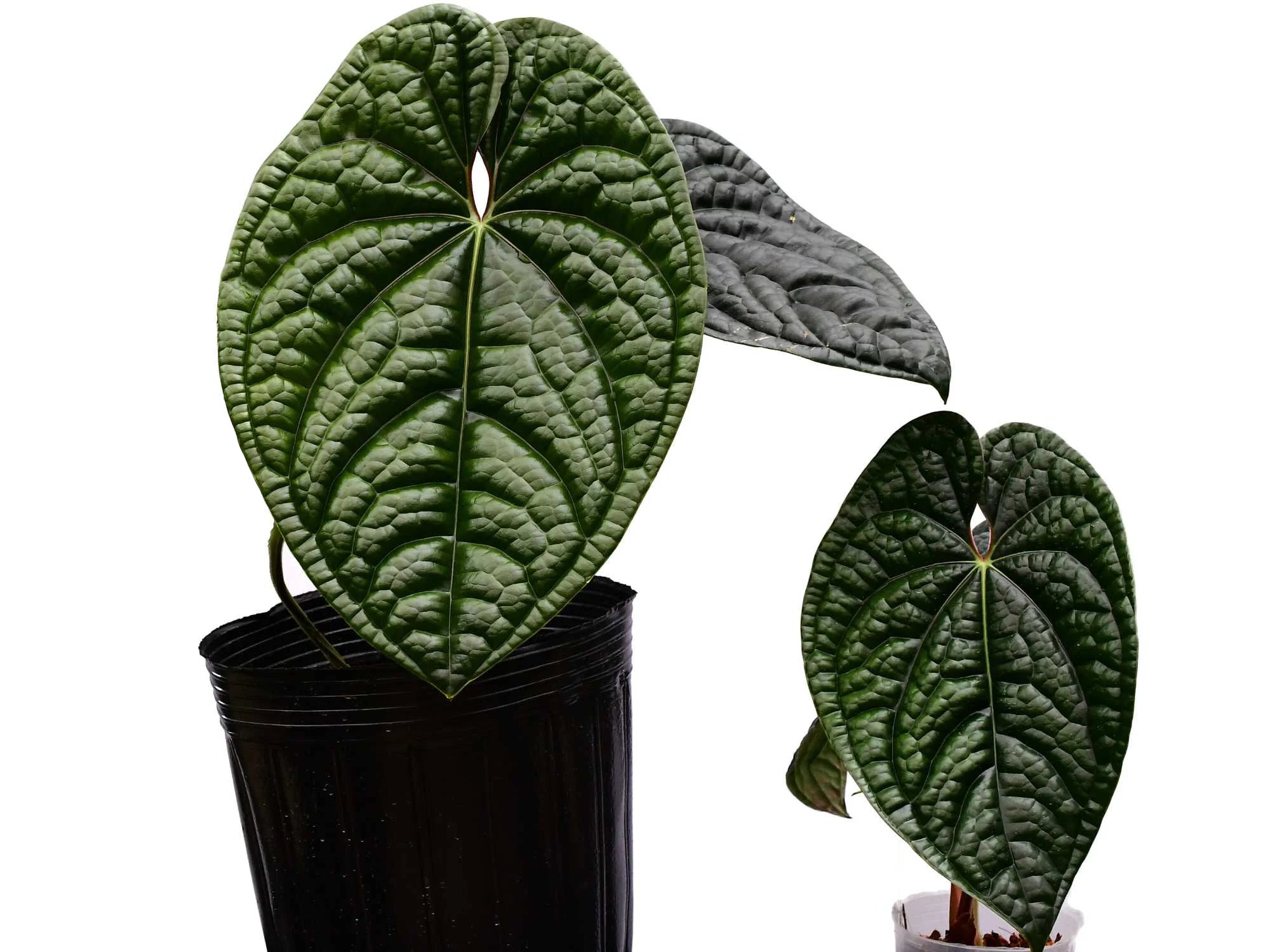 Anthurium luxurians 'Big' — Ecuagenera Orquídeas del Ecuador Anthurium luxurians 'Big' — Ecuagenera Orquídeas del Ecuador