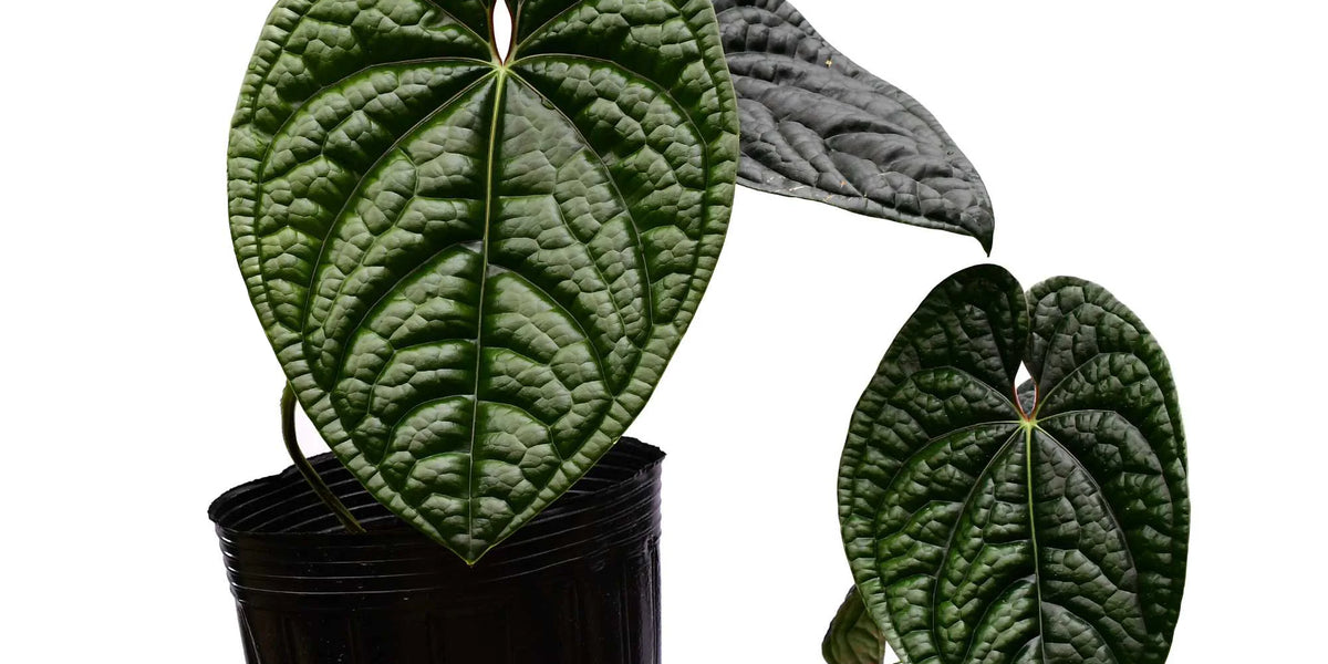 Anthurium luxurians 大株 ANTHURIUM LUXURIANS — TL PLANT STUDIO