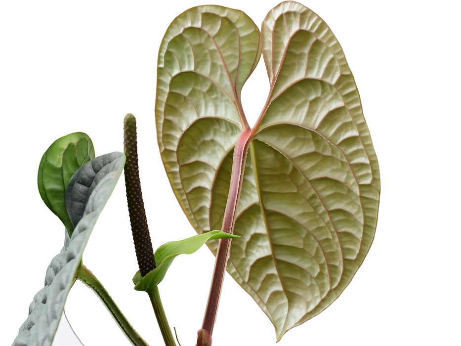 Anthurium luxurians