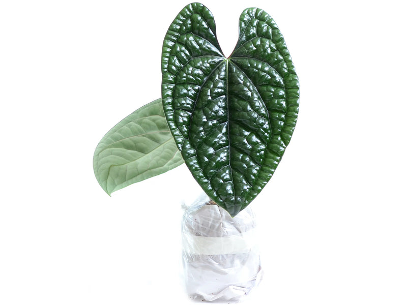luxurian anthurium Anthurium luxurians