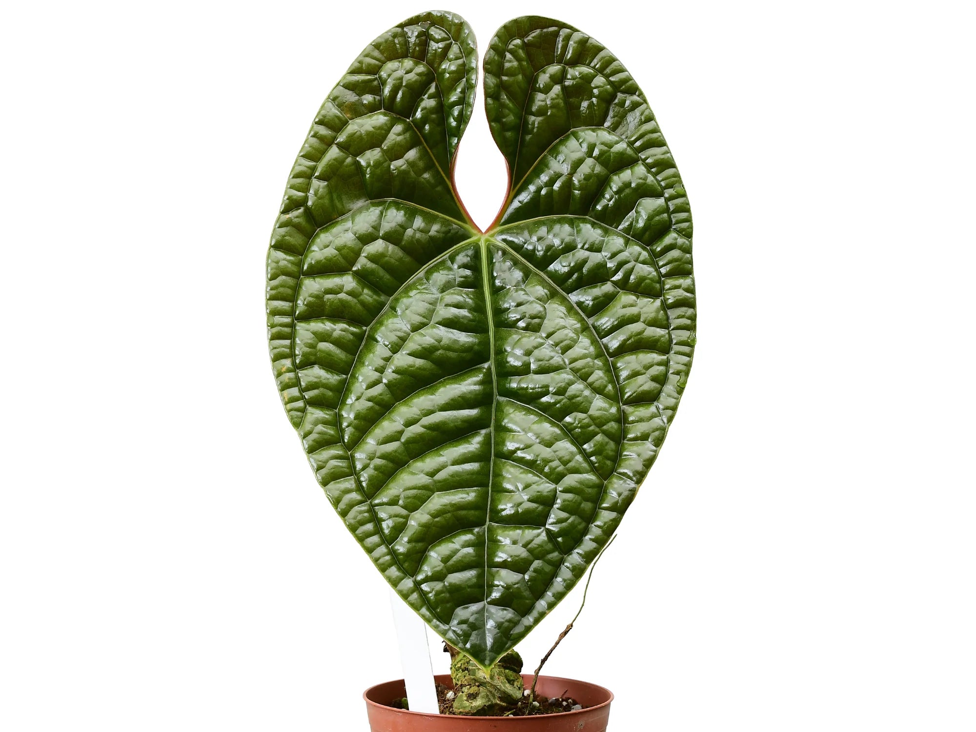 anthurium luxurian Anthurium luxurians — Ecuagenera Orquídeas del Ecuador