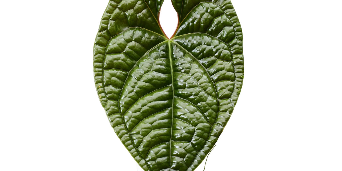 Anthurium luxurians — Ecuagenera Orquídeas del Ecuador