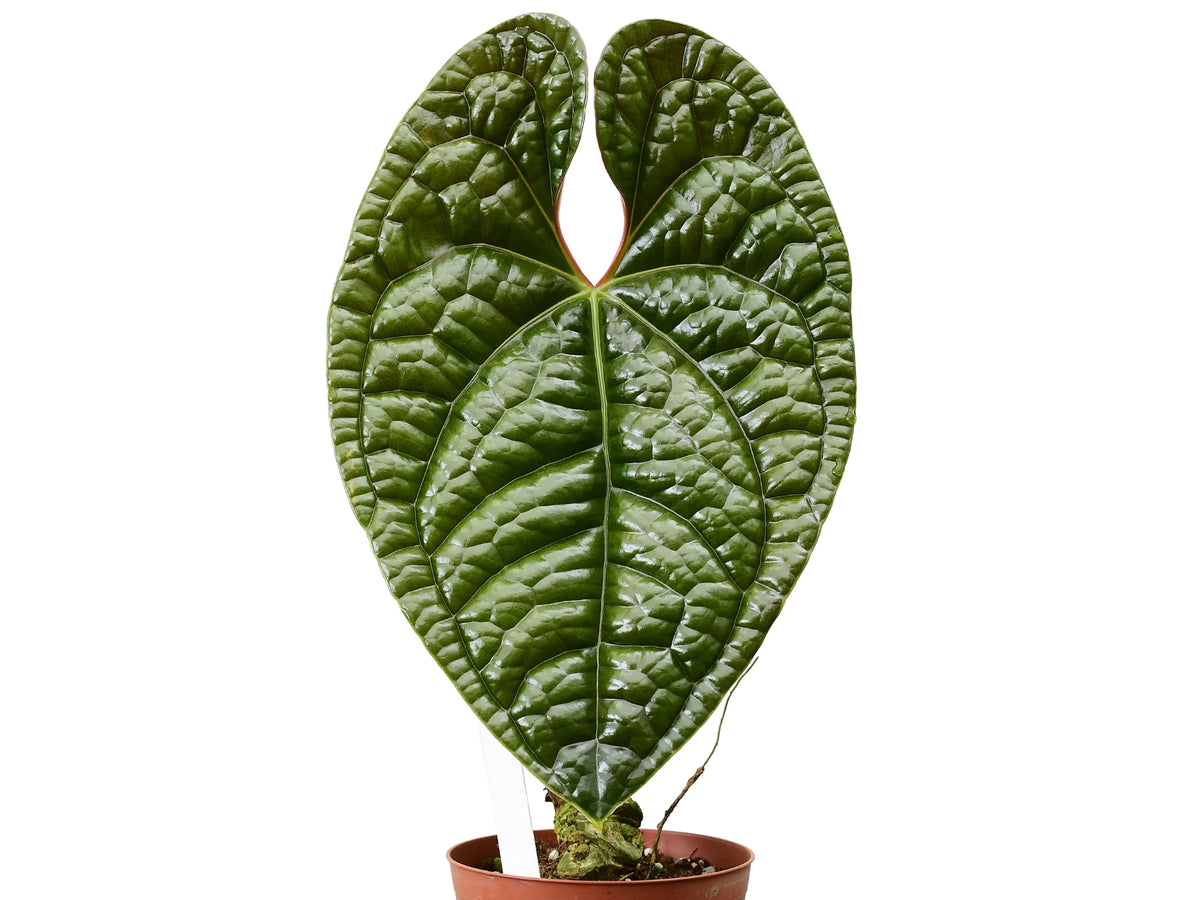 Anthurium luxurians — Ecuagenera Orquídeas del Ecuador