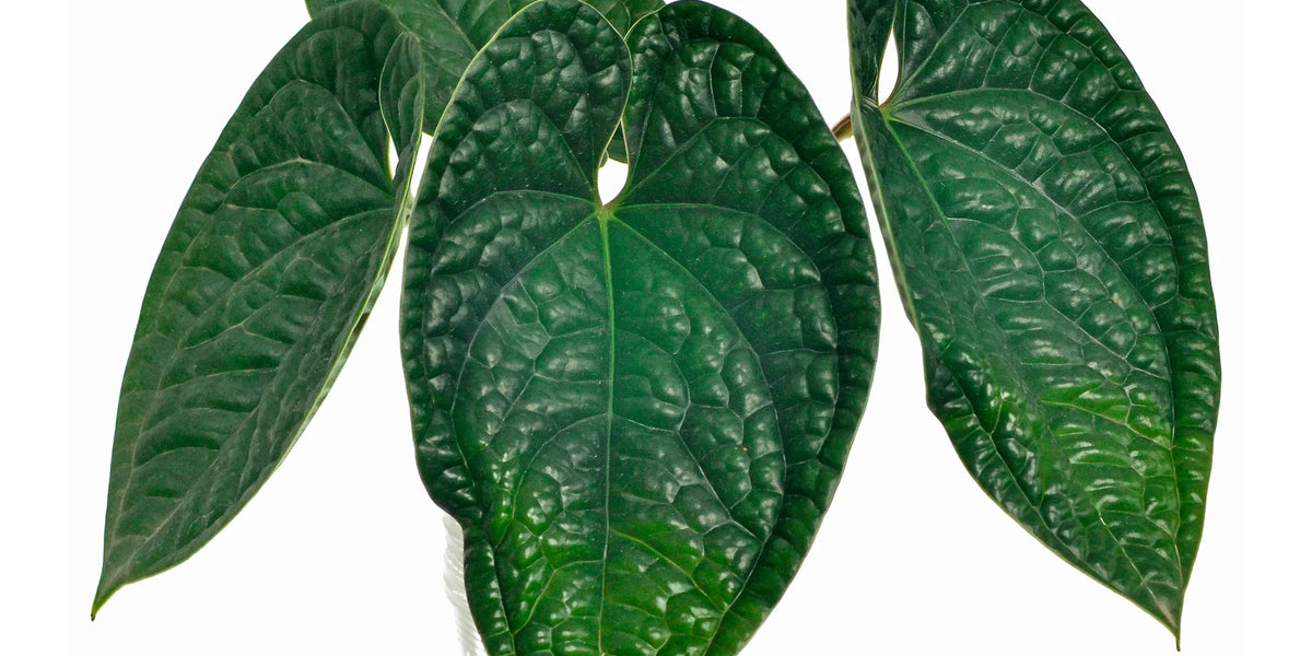 Anthurium luxurians (medium) — Ecuagenera Orquídeas del Ecuador