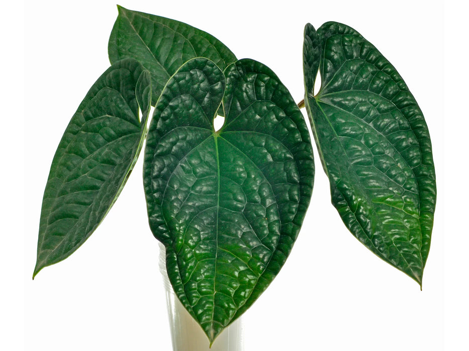 Anthurium luxurians (medium)