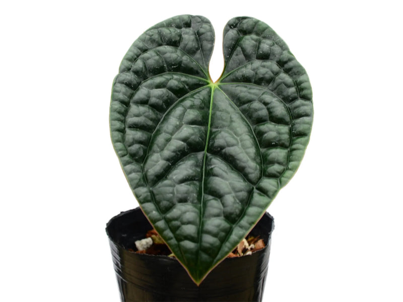 anthurium luxurians humidity Anthurium luxurians (seedling)