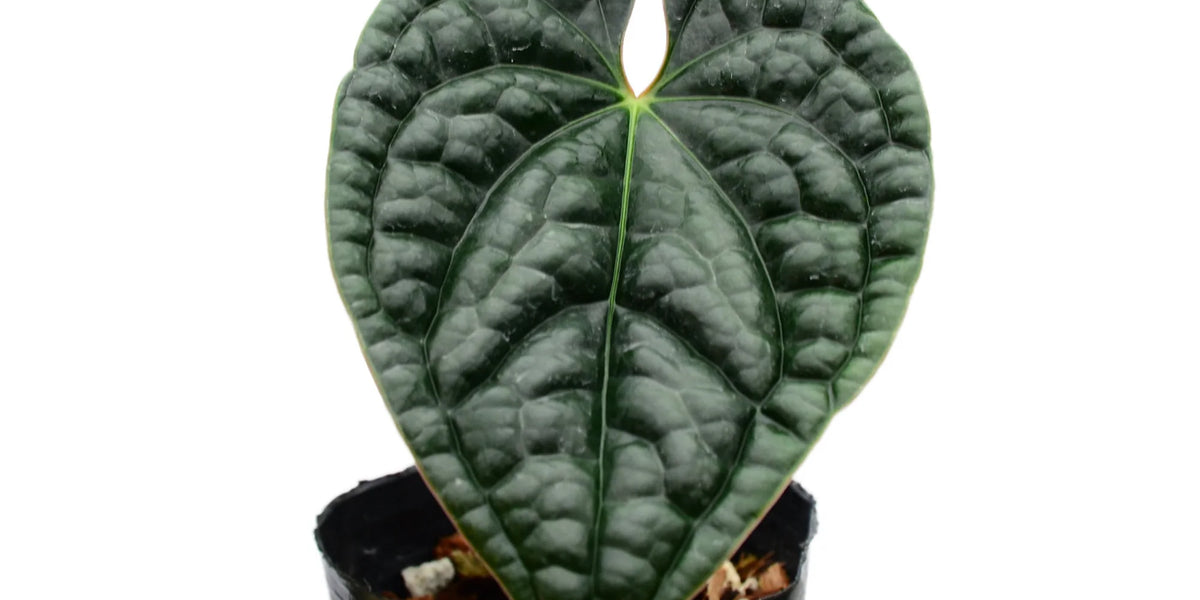 Anthurium luxurians (seedling)  Ecuagenera Orqudeas del Ecuador