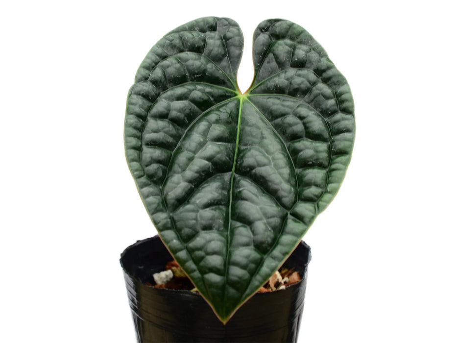 Anthurium luxurians (seedling)