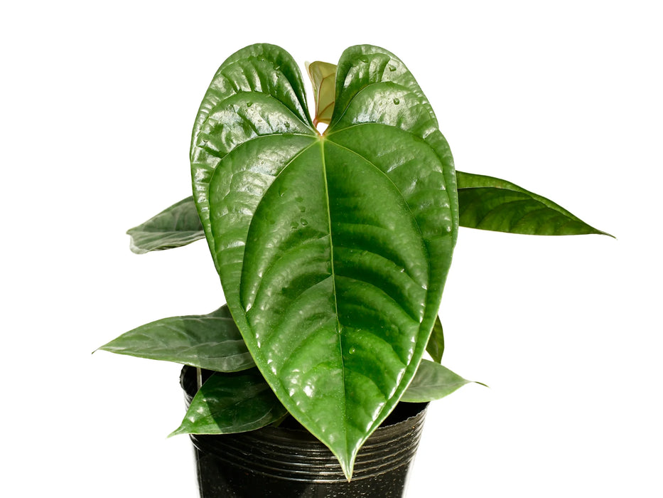 Anthurium luxurians x Anthurium recavum