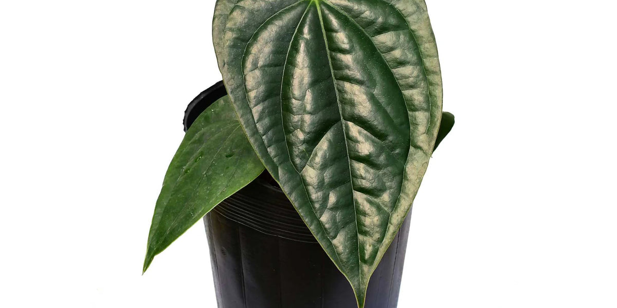 Anthurium Esmerald Beast — Ecuagenera Orquídeas del Ecuador