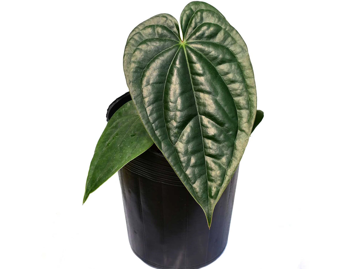 新葉展開中です Anthurium Regale x Luxurians Anthurium_luxurians_x_Anthuriu