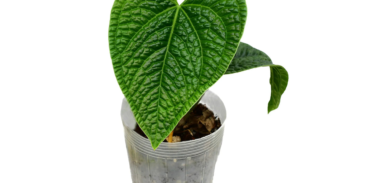 Anthurium Celestial Noir — Ecuagenera Orquídeas del Ecuador