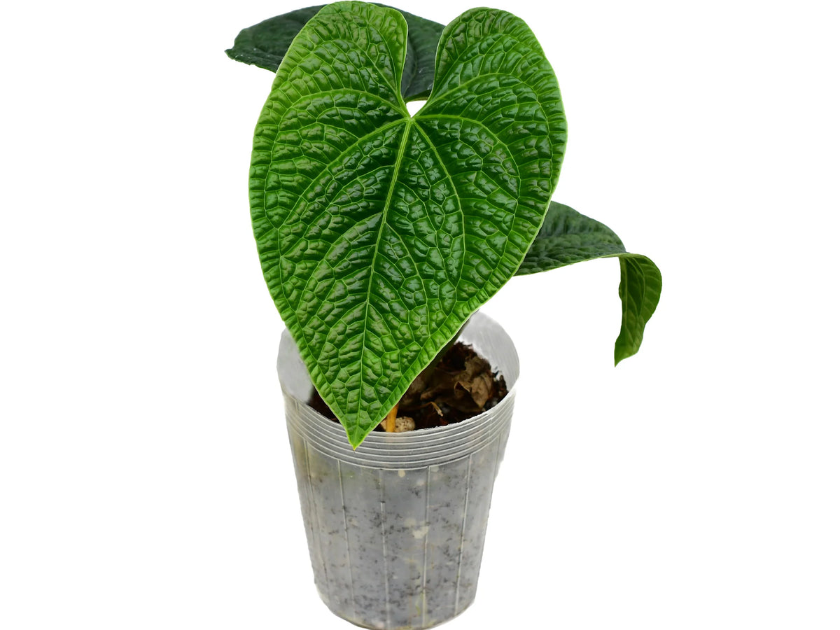 Anthurium Celestial Noir — Ecuagenera Orquídeas del Ecuador