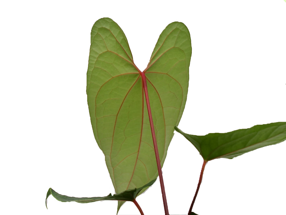 Anthurium luxurians x anthurium nigrolaminum 'Ecuagenera'