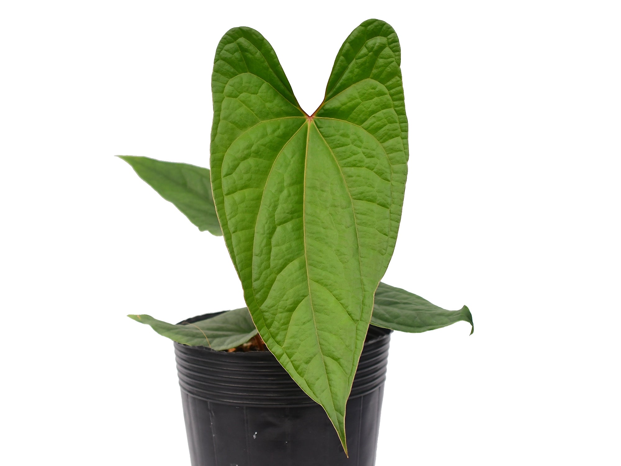 anthurium velvet Anthurium Velvet Eclipse