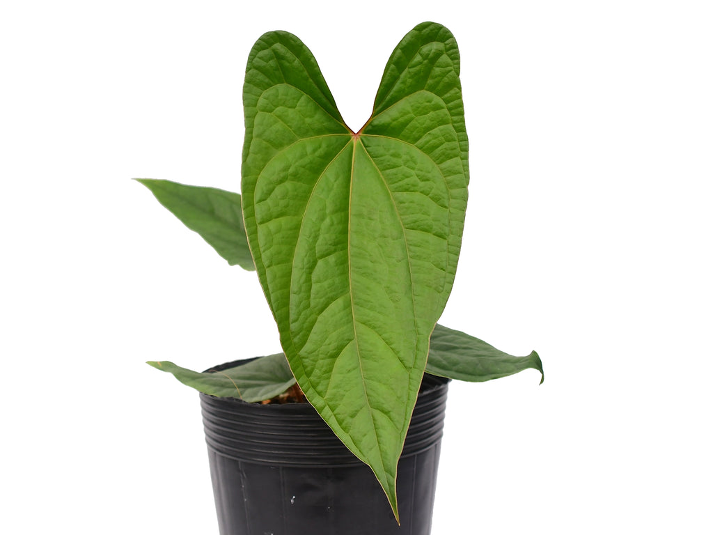 anthurium sirih thailand Anthurium Velvet Eclipse