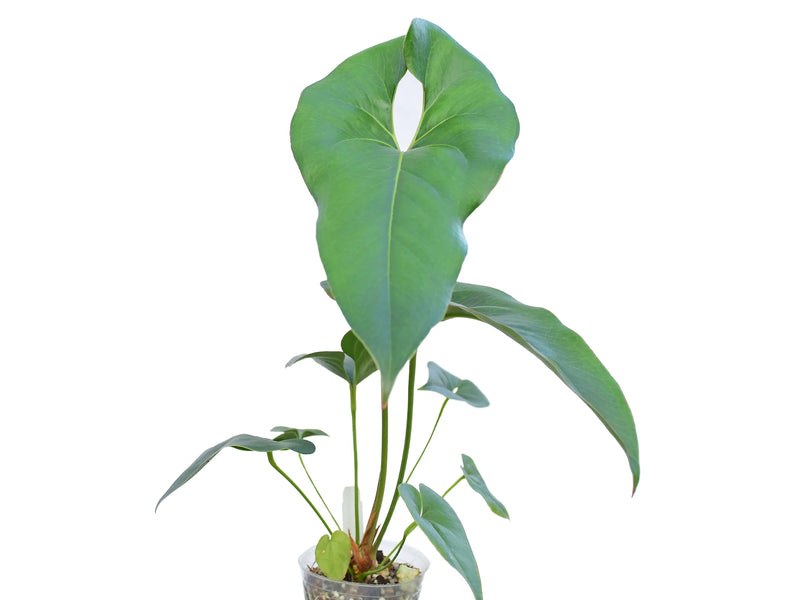 anthurium croatiana Anthurium macdanielii