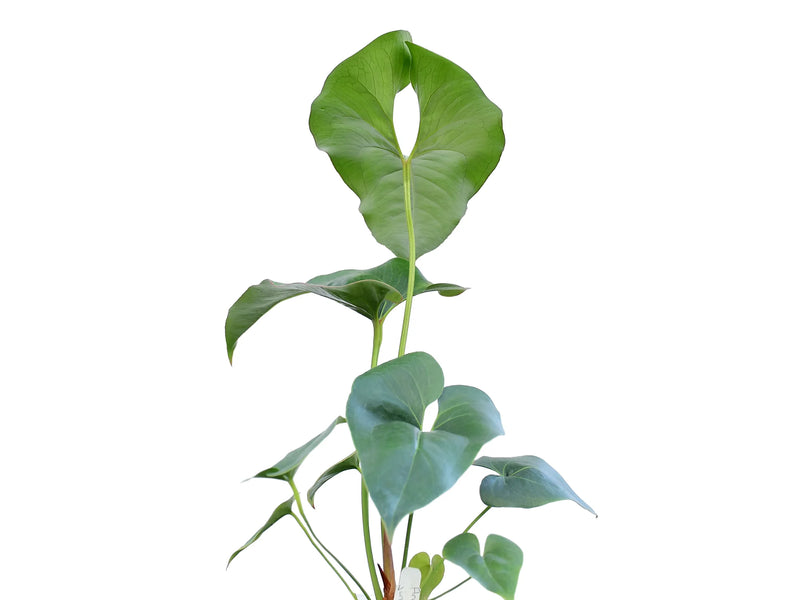 anthurium macdougalii Anthurium macdanielii
