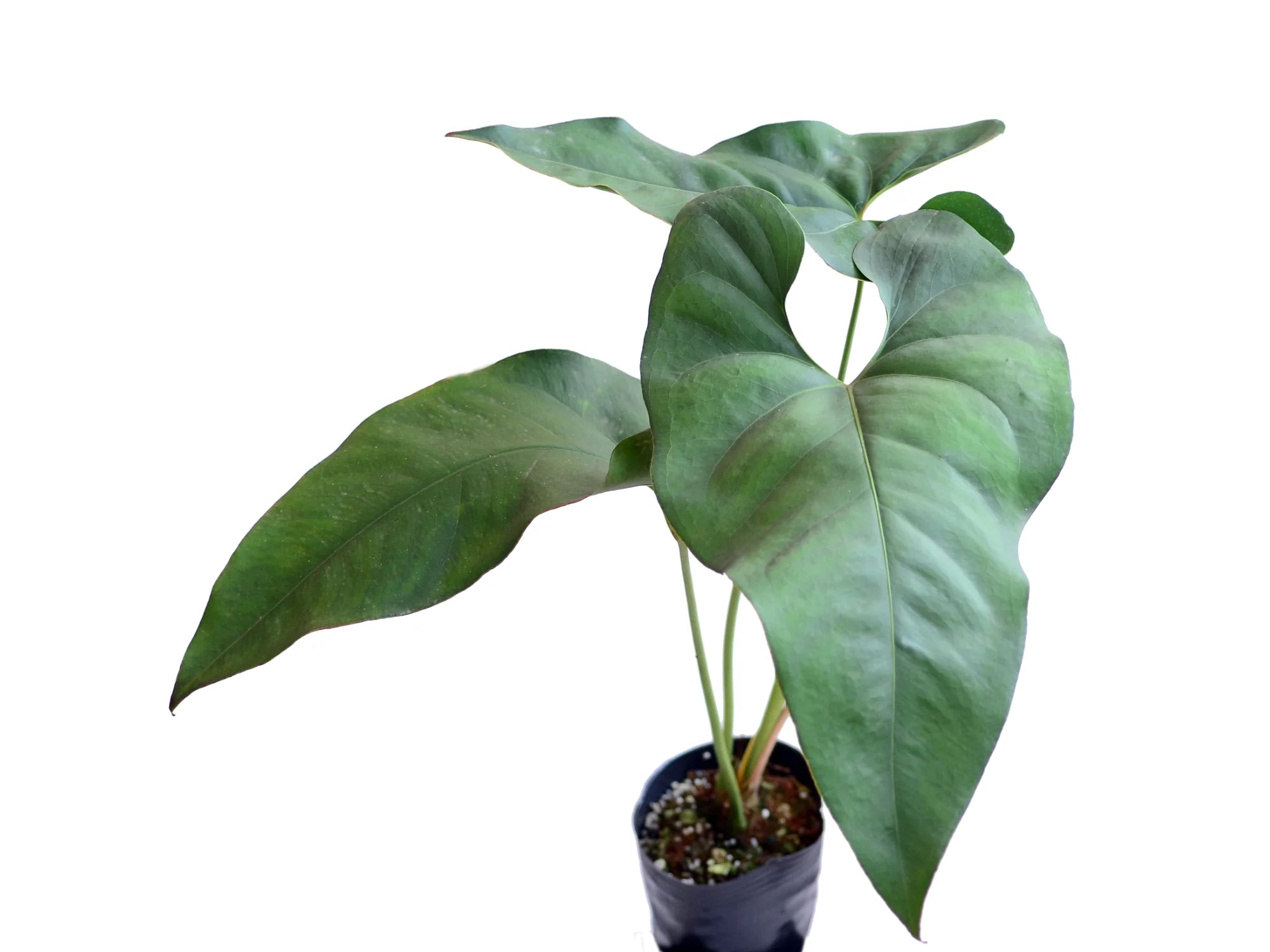 anthurium macdanielii Anthurium macdanielii cf