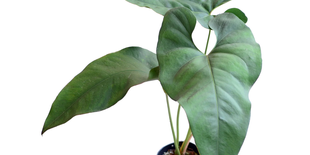 anthurium macdanielii Anthurium macdanielii cf