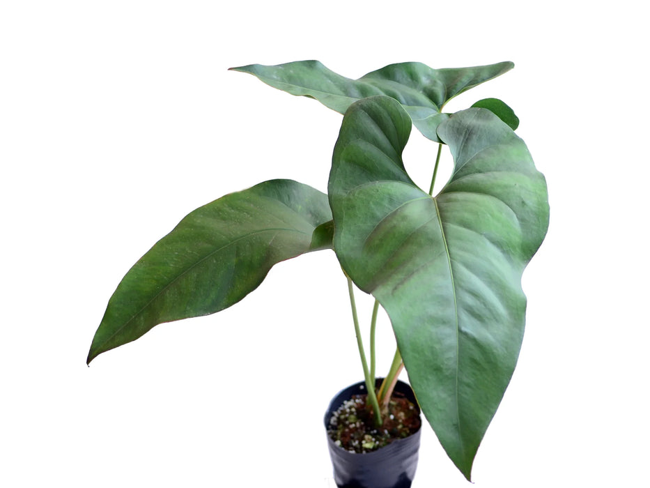 Anthurium macdanielii cf