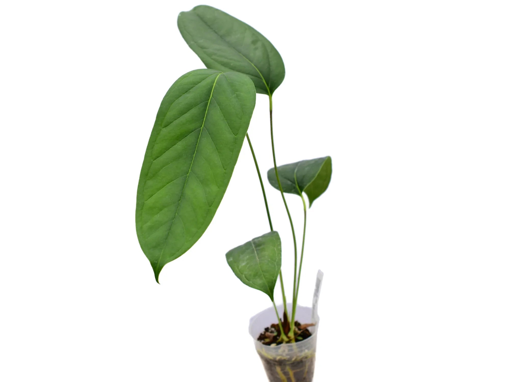 anthurium maculosum Anthurium maculosum