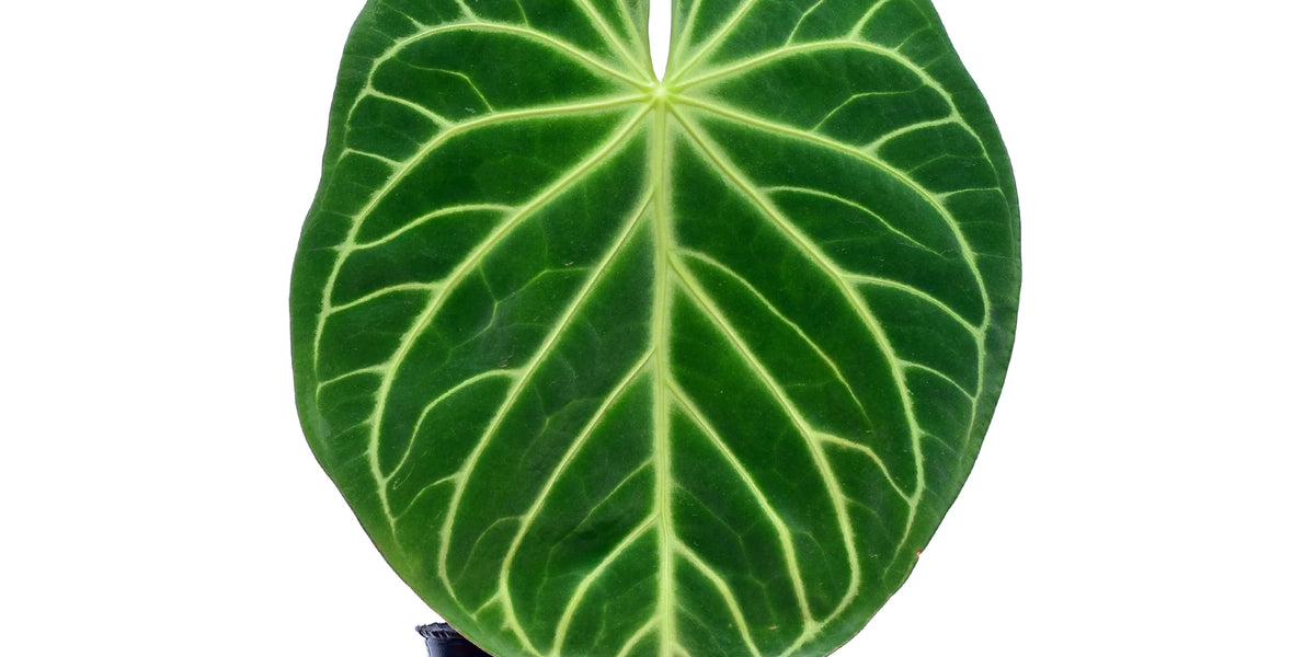 anthurium magnificum size Anthurium magnificum — Ecuagenera Orquídeas del Ecuador