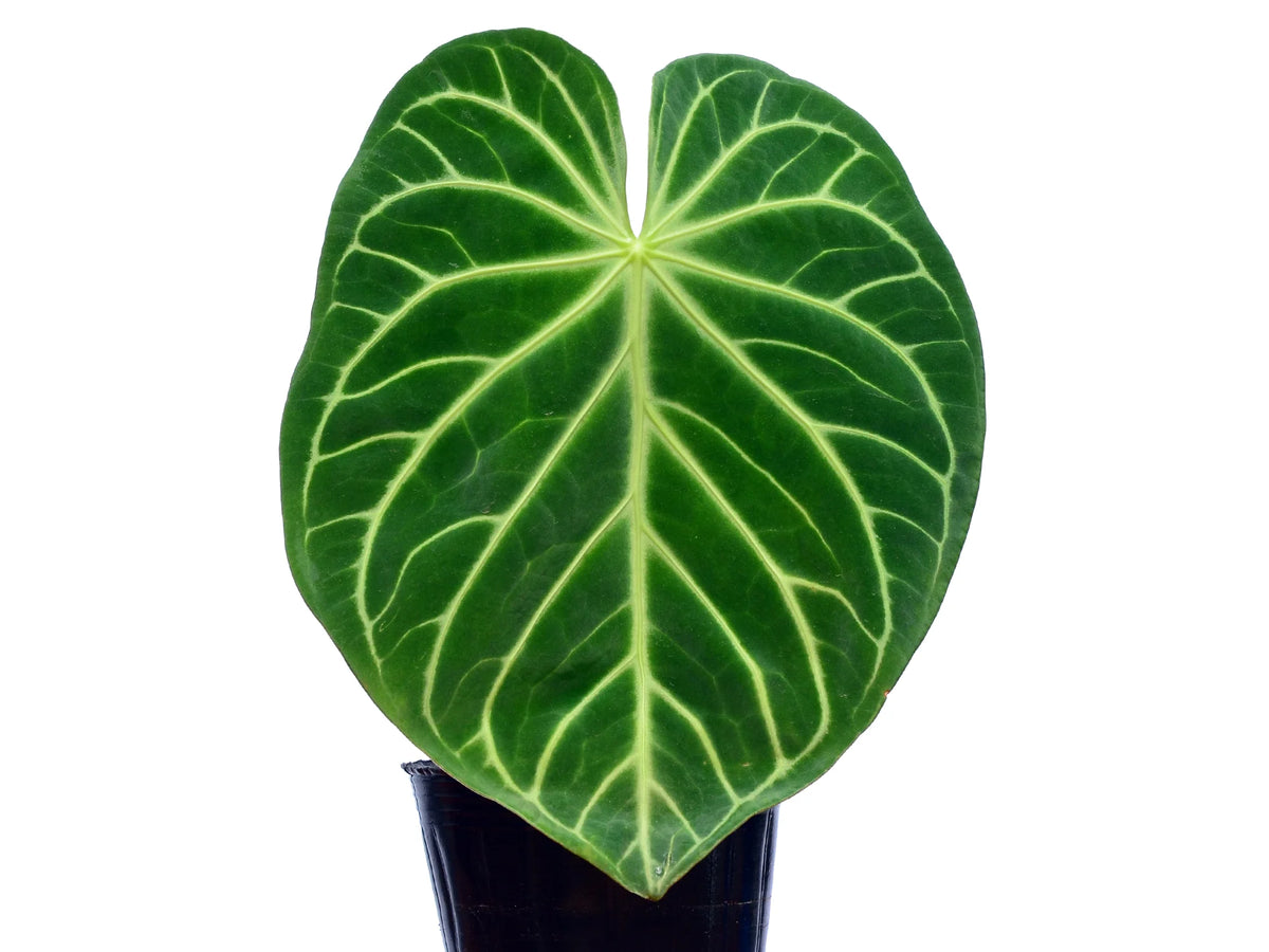 anthurium regale x magnificum Anthurium magnificum — Ecuagenera Orquídeas del Ecuador