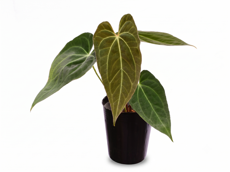 Anthurium magnificum 'Fantasy' x Anthurium papillilaminum