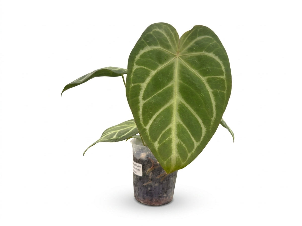 Anthurium magnificum 'Fantasy' x Anthurium Magnificent Silver