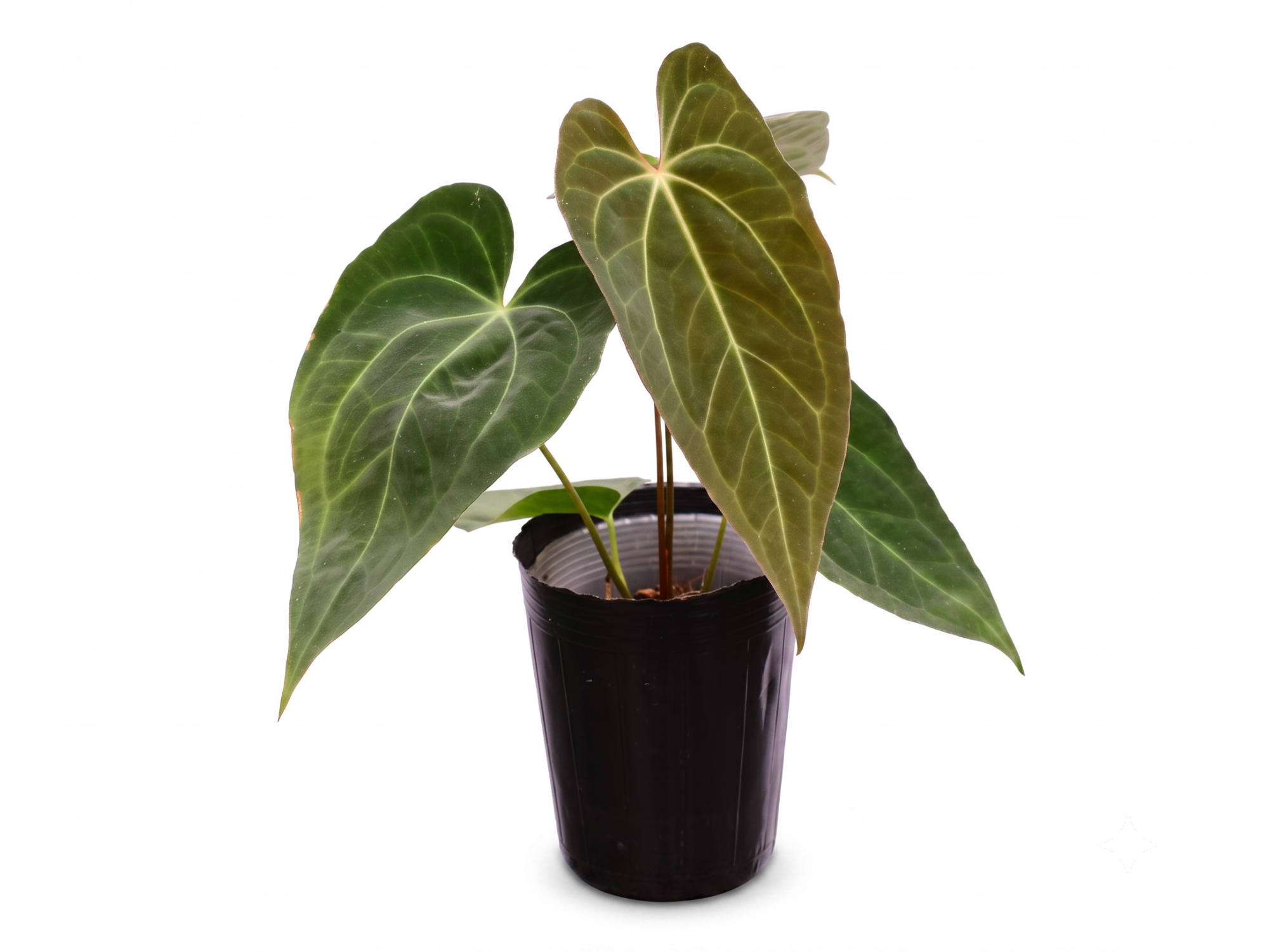 Anthurium magnificum 'Fantasy' x Anthurium papillilaminum