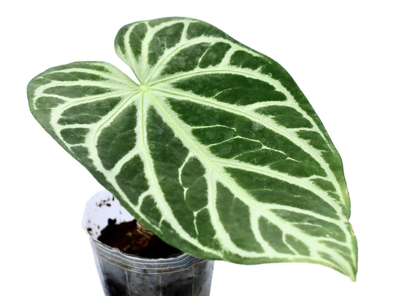 Anthurium magnificum Silver — Ecuagenera Orquídeas del Ecuador Anthurium magnificum Silver — Ecuagenera Orquídeas del Ecuador