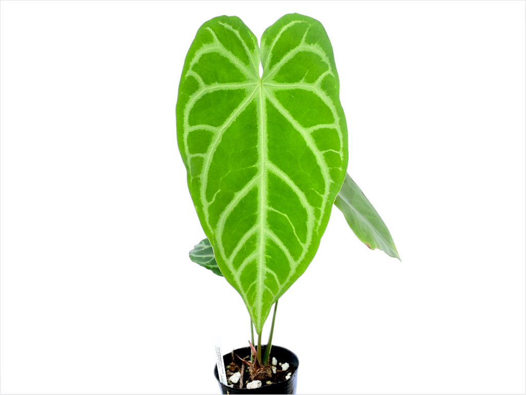 A. luxurians × magnificum ‘Silver’ SKG Anthurium magnificum Silver — Ecuagenera Orquídeas del Ecuador