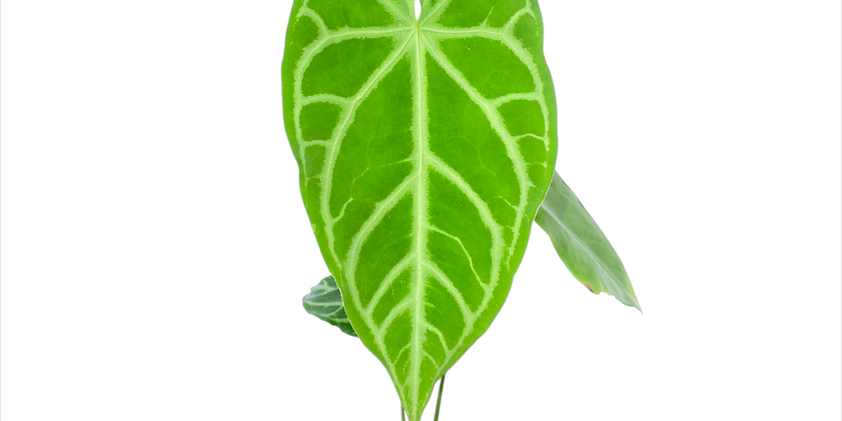 Anthurium magnificum Silver — Ecuagenera Orquídeas del Ecuador