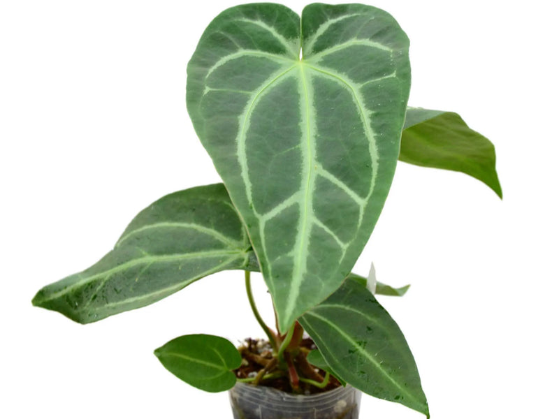 anthurium magnificum silver care Anthurium magnificum Silver (seedling)