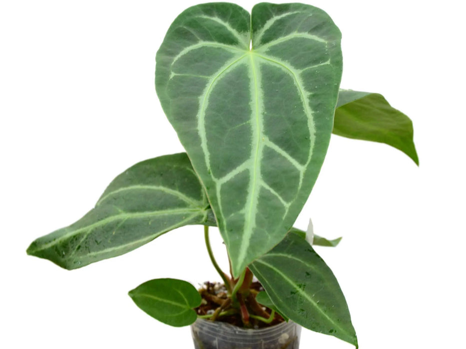 Anthurium magnificum Silver (seedling)