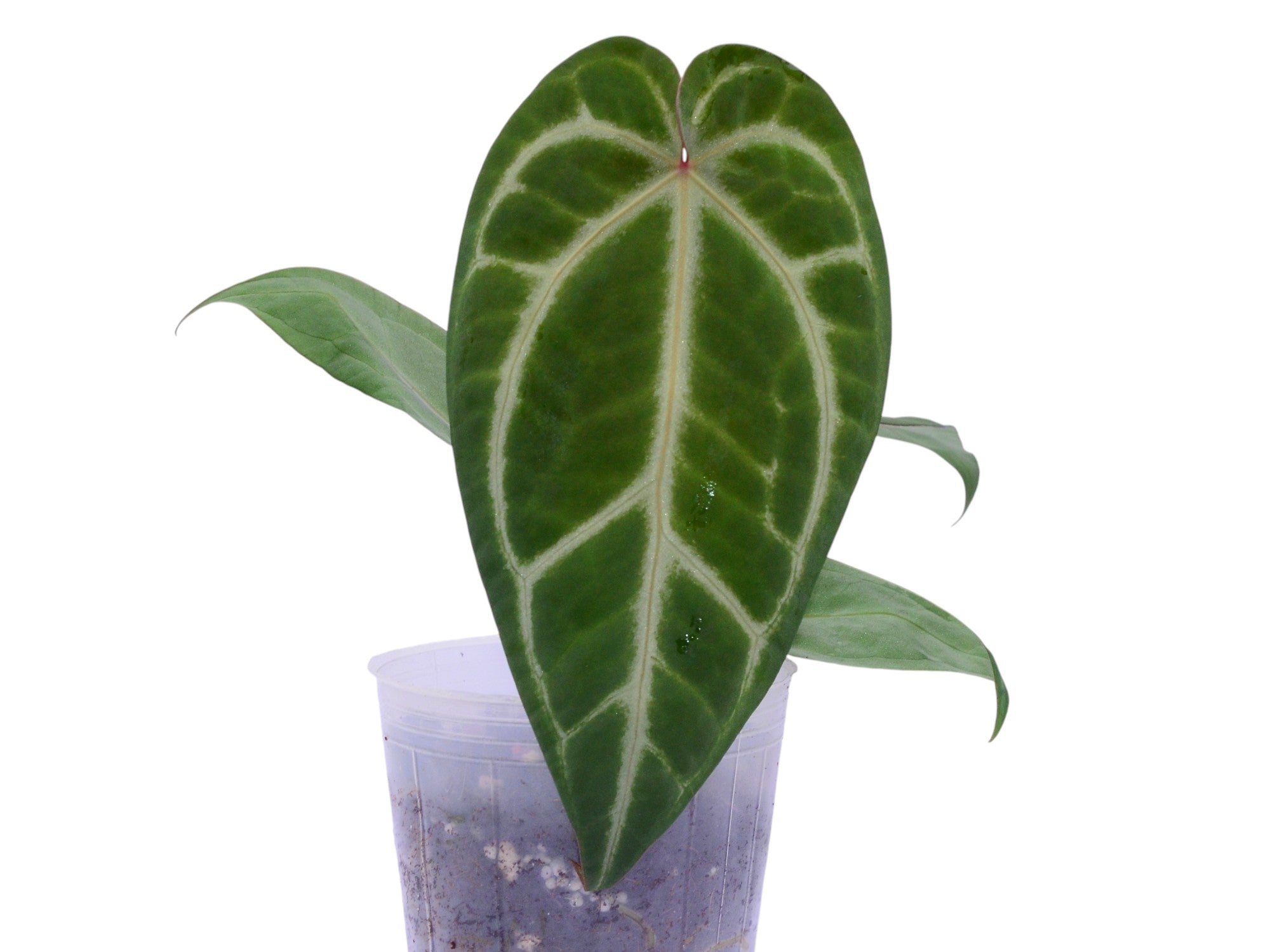 Anthurium magnificum 'Silver' x (Anth. Dr. Block F2 x Anth. NSE
