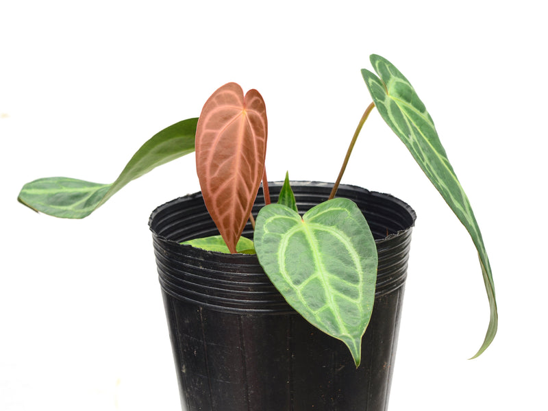 Anthurium magnificum Silver x Anthurium carlablackiae