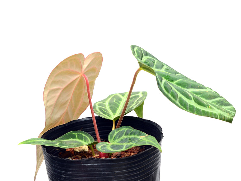 Anthurium magnificum Silver x Anthurium carlablackiae