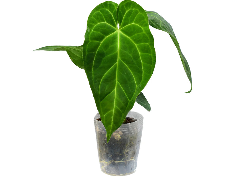anthurium crystallinum anthurium magnificum Anthurium Bright Crystal — Ecuagenera Orquídeas del Ecuador