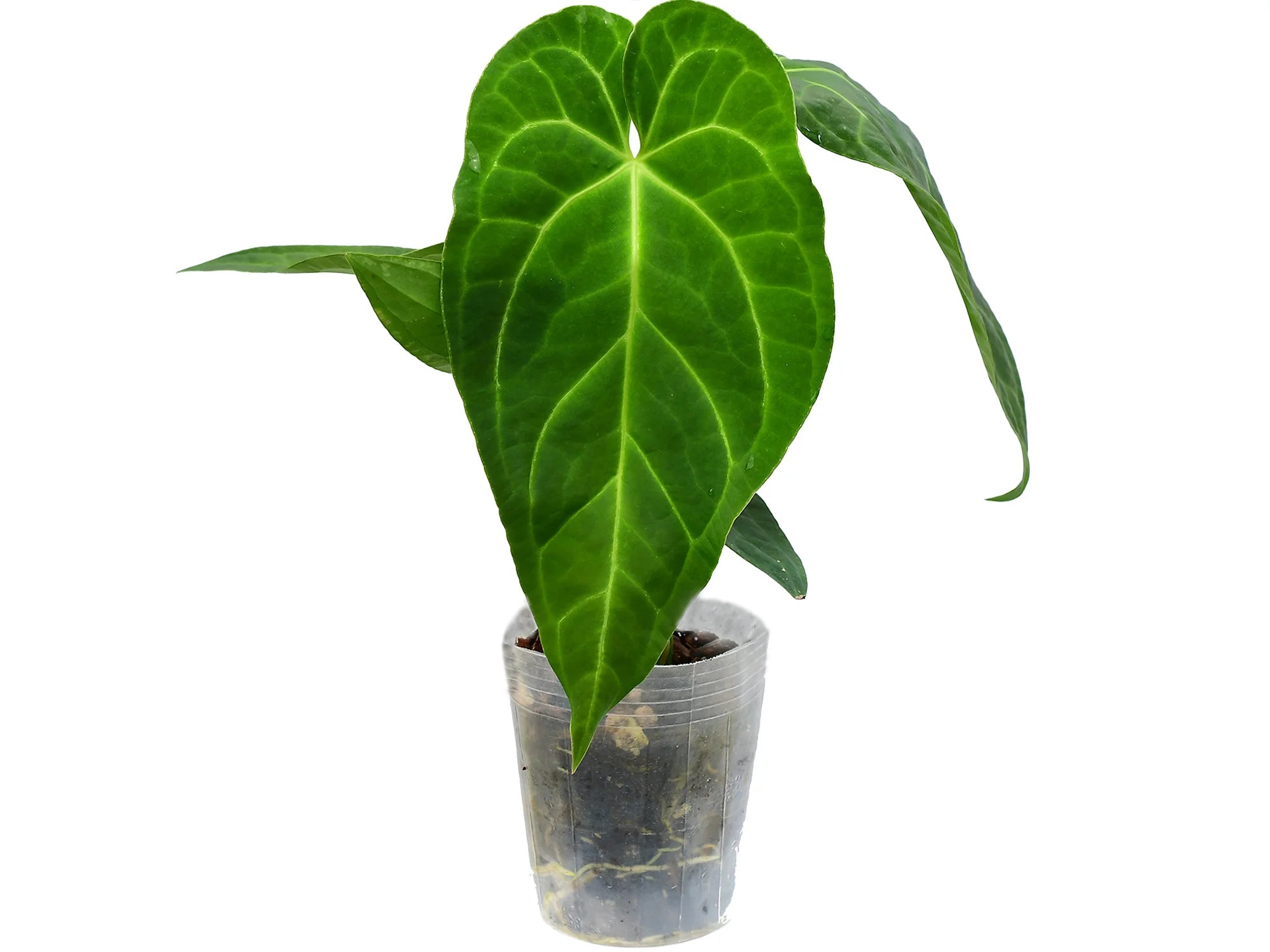 Anthurium Bright Crystal