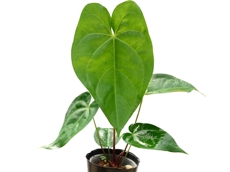anthurium magnificum australia Anthurium magnificum cf