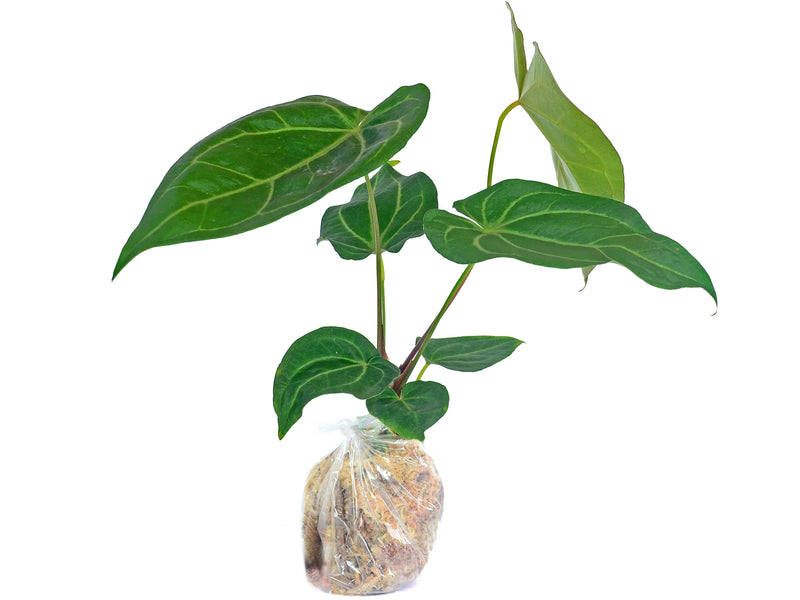 anthurium magnificum x warocqueanum Anthurium magnificum — Ecuagenera Orquídeas del Ecuador